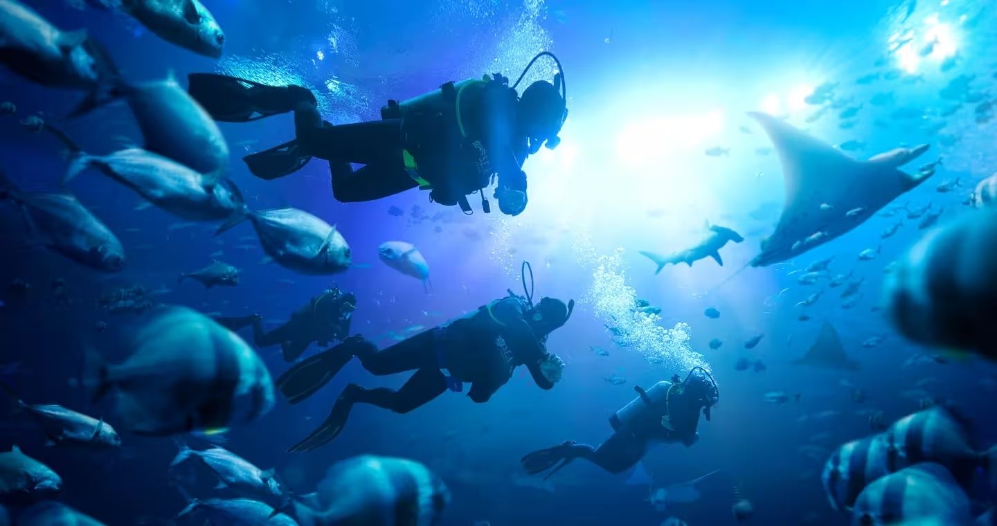Ultimate Marine Life Experience at Adventure Cove Waterpark™