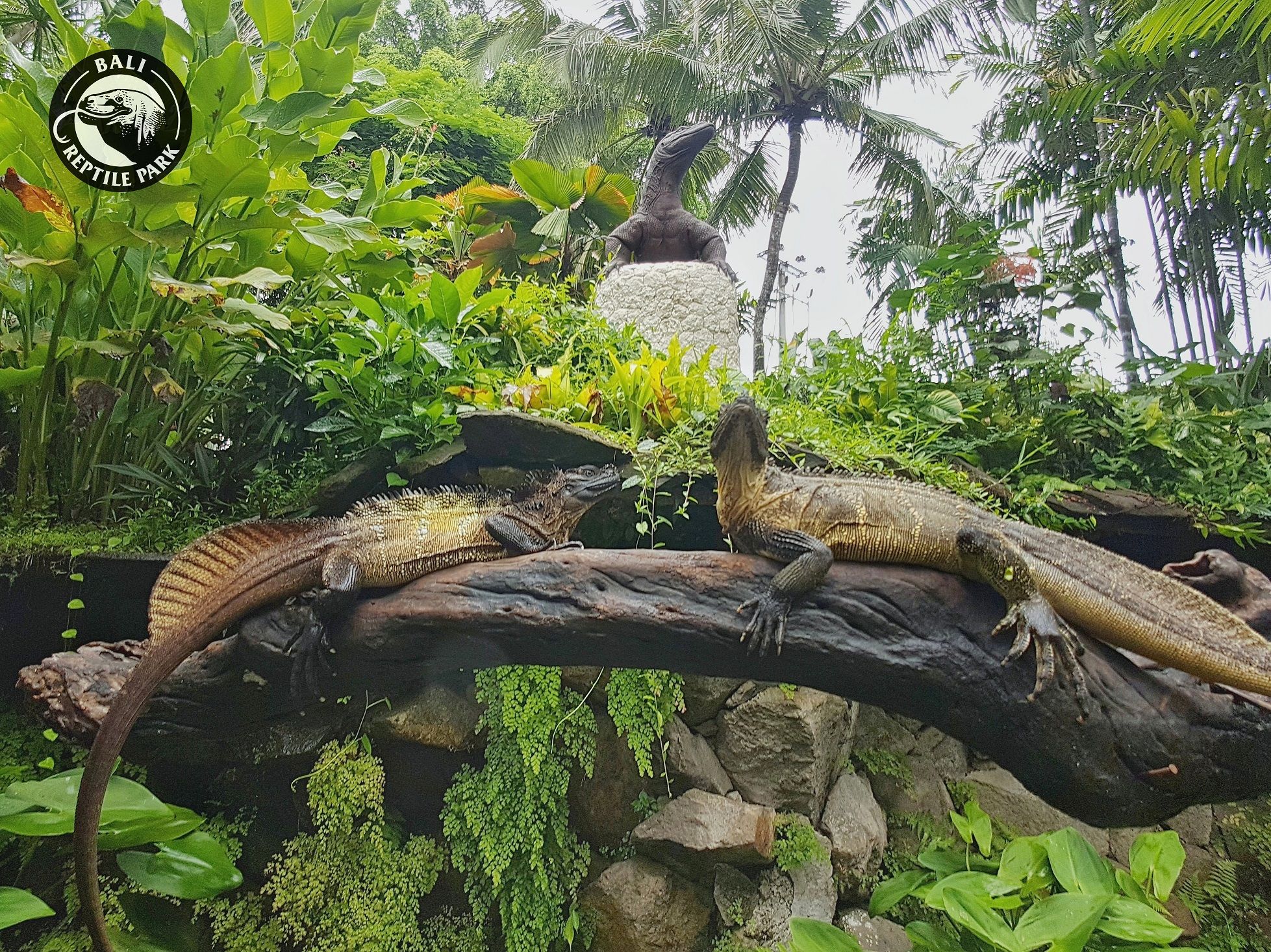 Bali Reptile Park
