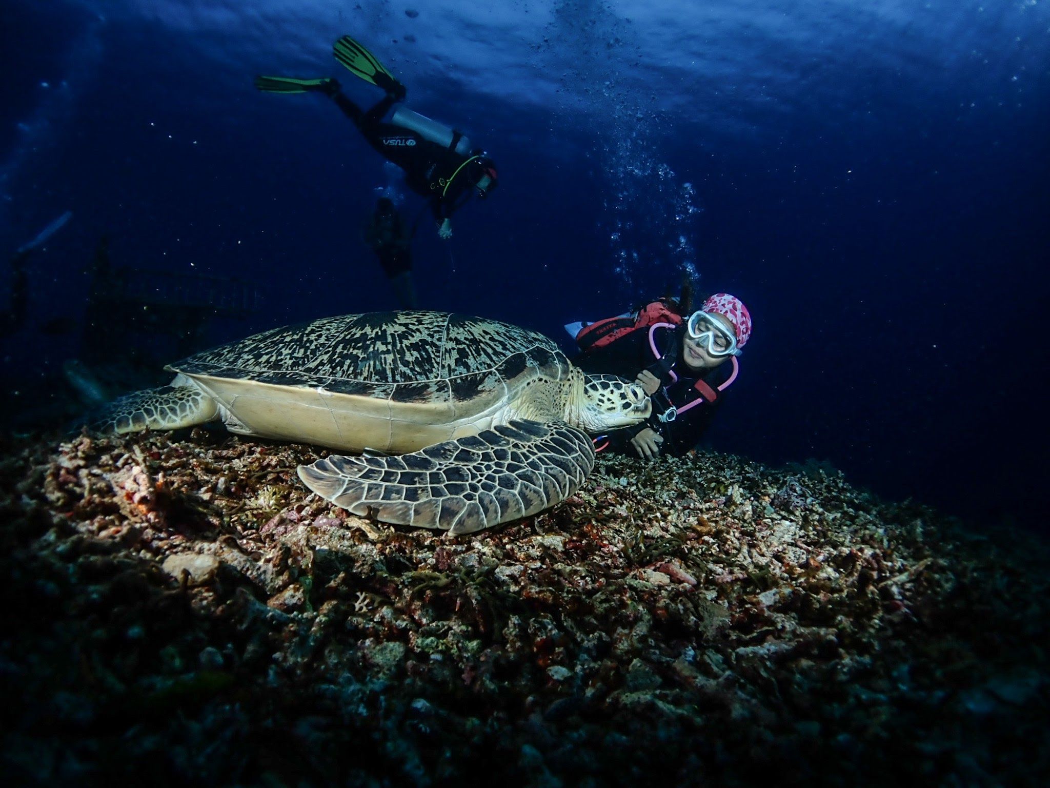 Diving for Certified Divers by Bali Stingray