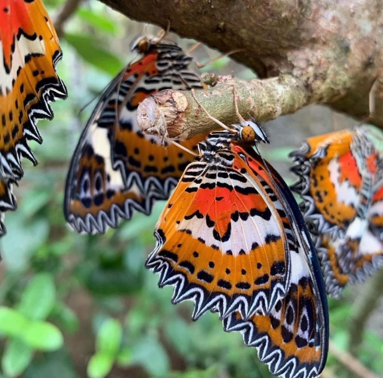 Kemenuh Butterfly Park