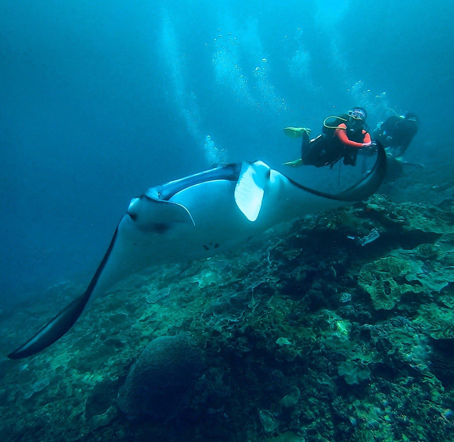 PADI Dive Courses by Bali Stingray