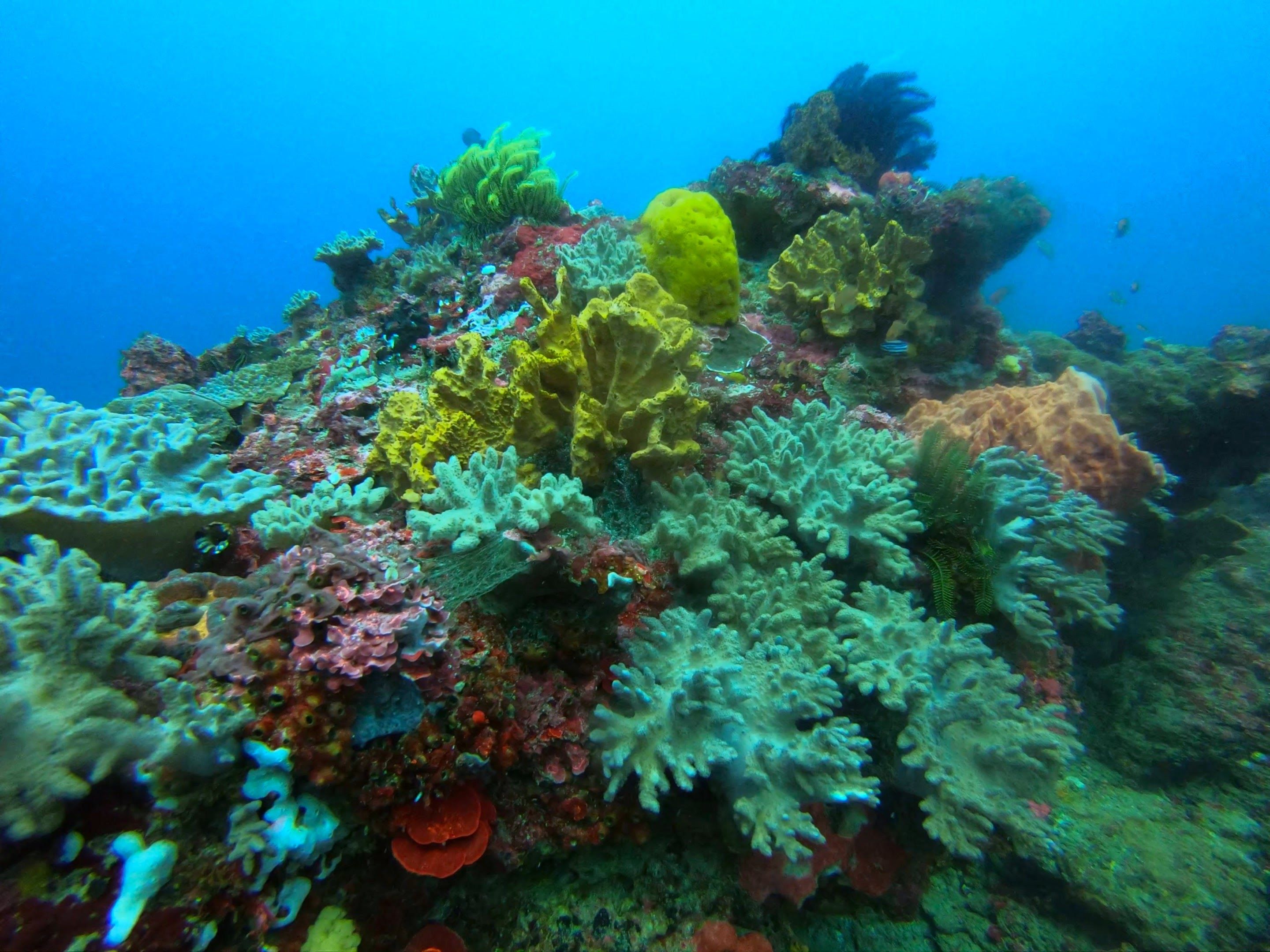 Snorkeling by Bali Stingray