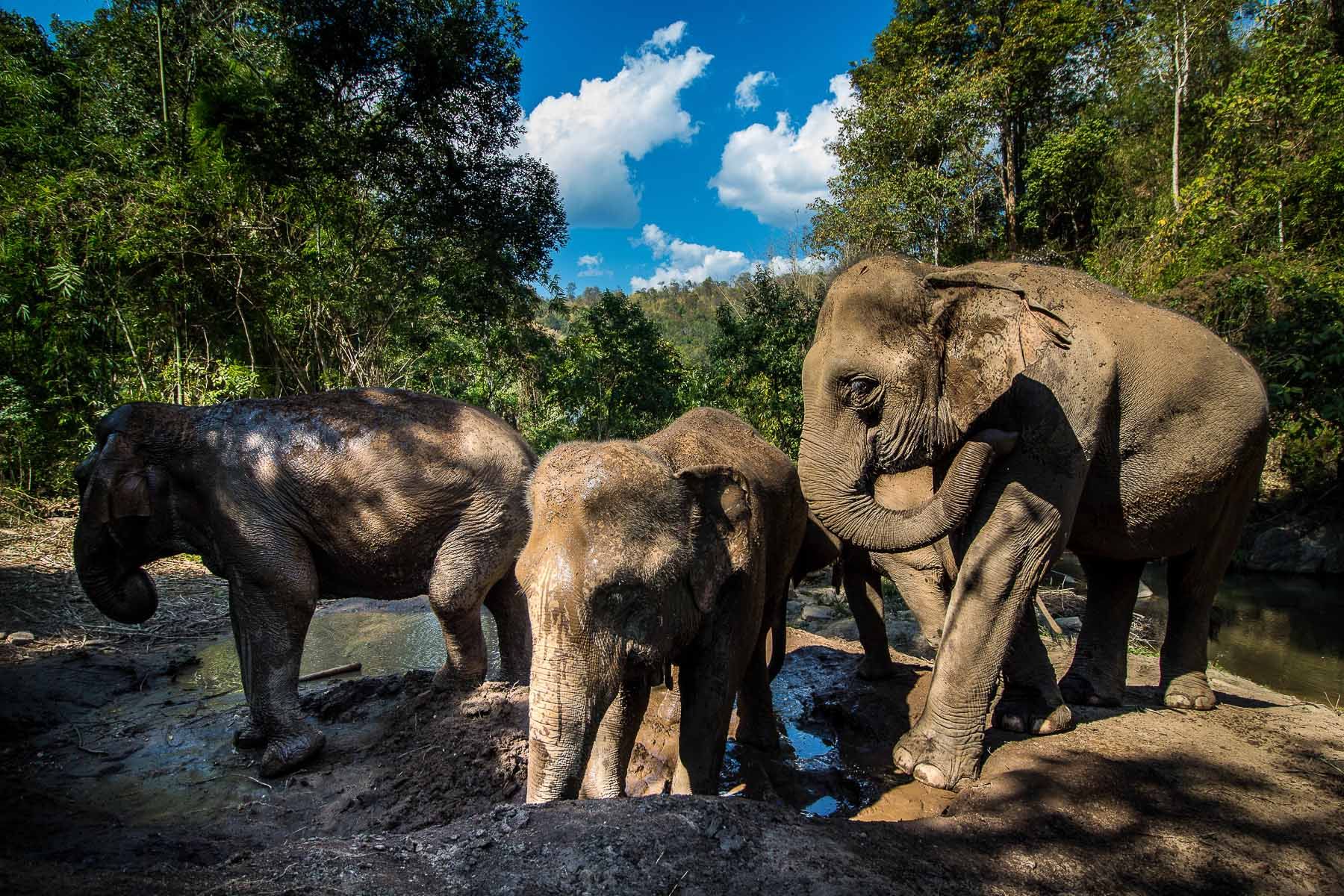 Hug Elephant Sanctuary Chiangmai