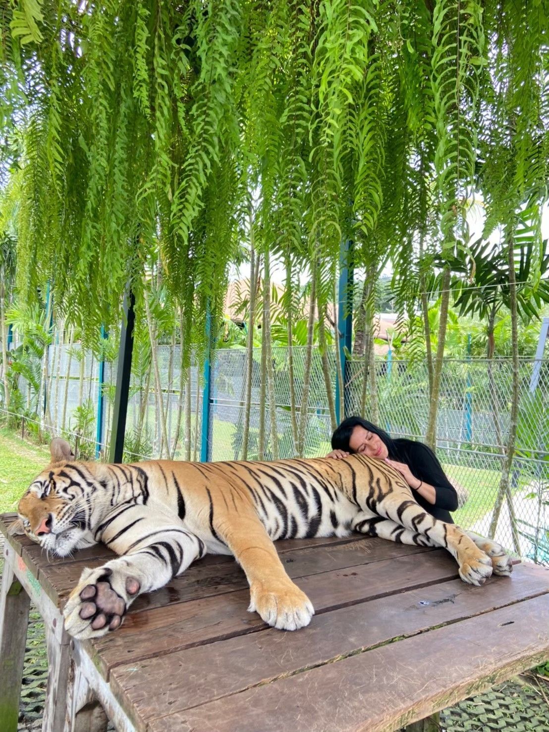 Join Tour Phuket City Tour: Tiger, Big Buddha, Chalong Temple