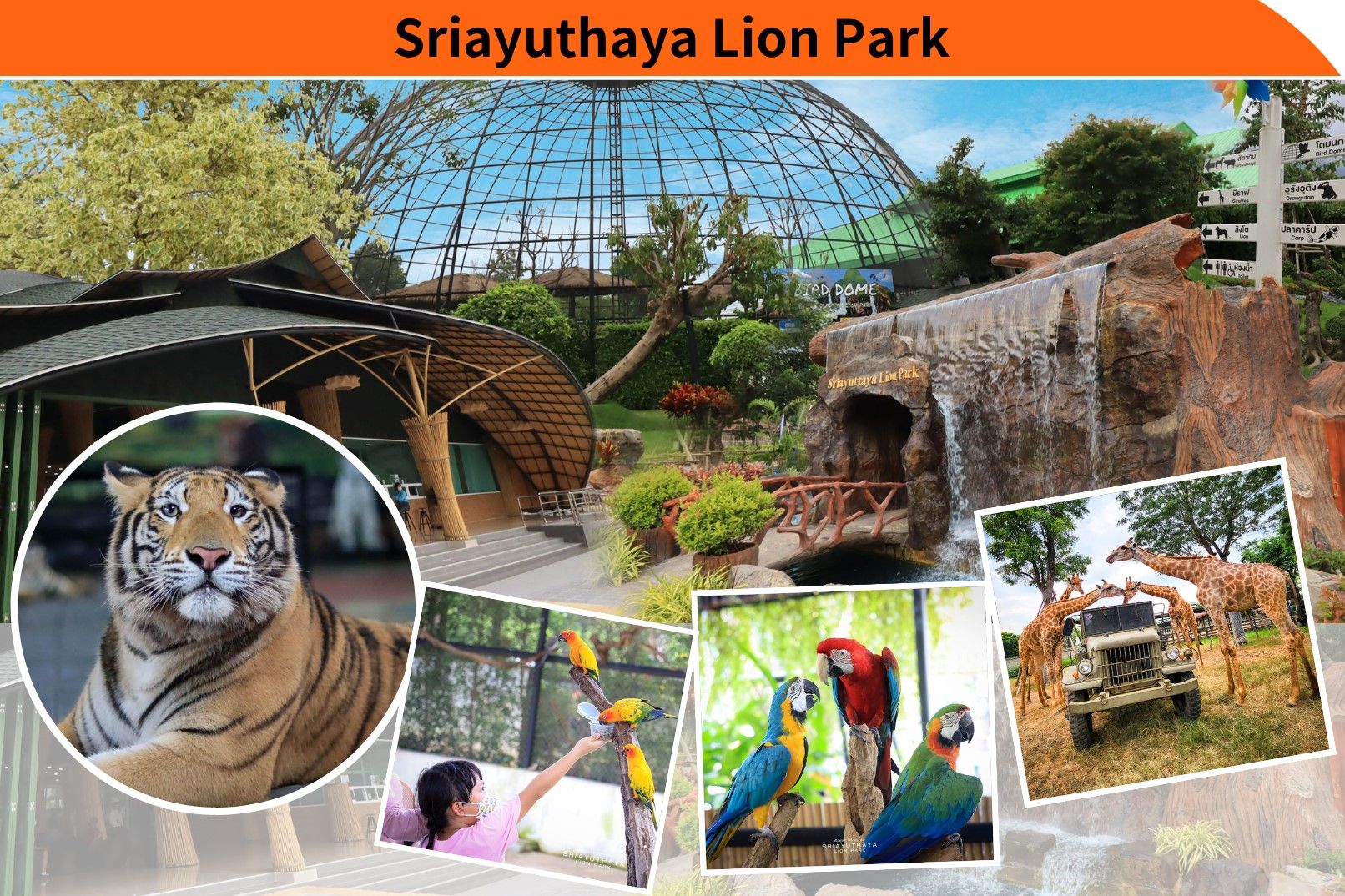 The Historic City Of Ayutthaya And Sriayuthaya Lion Park Day Tour