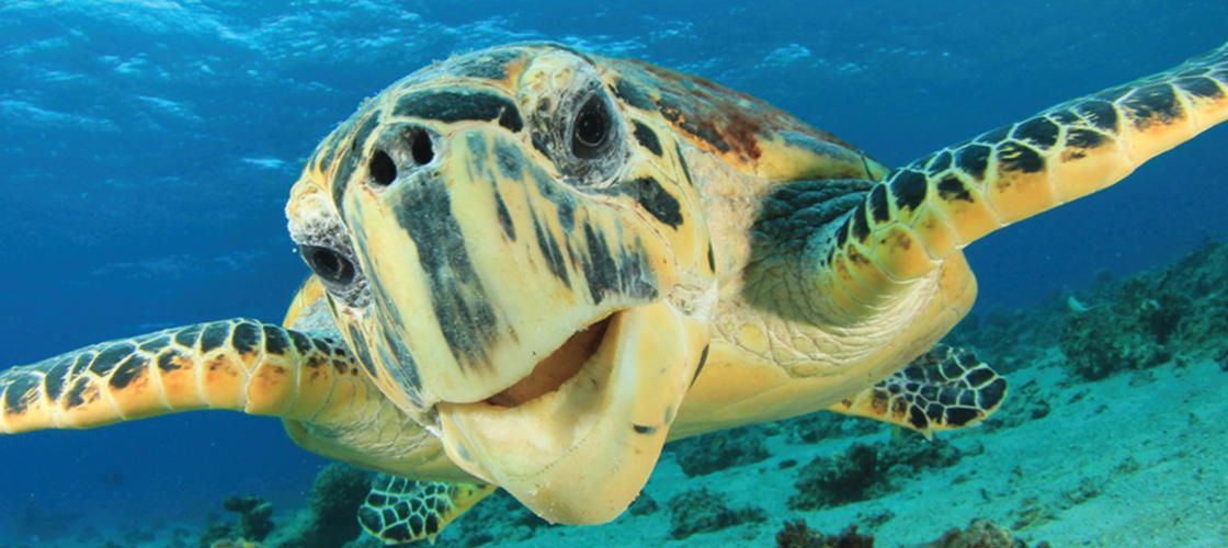 60 Minute Wildlife Eco Bay Cruise from Airlie Beach