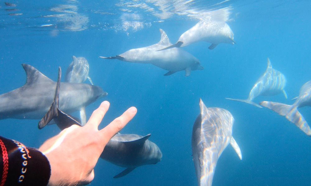Adelaide Swim with Wild Dolphins Cruise