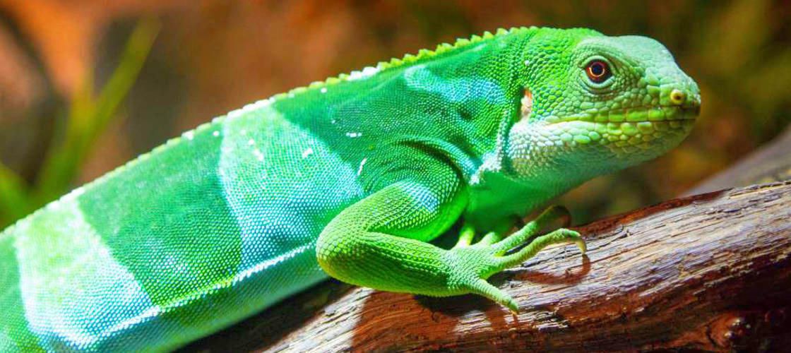 Australian Reptile Park Tickets