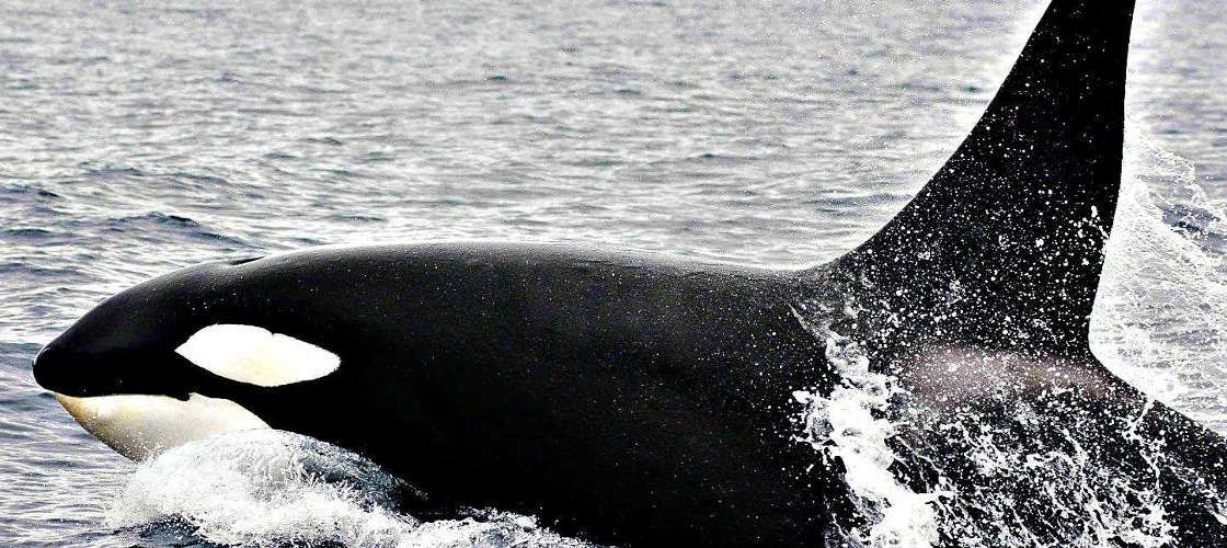 Bremer Canyon Full Day Orca Experience