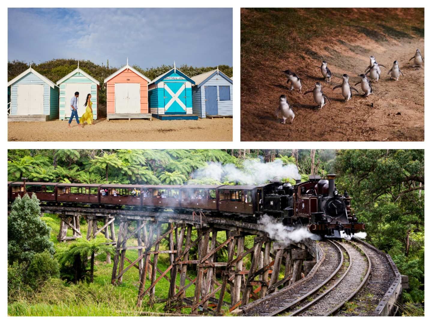 Brighton Bathing boxes, Puffing Billy Steam Train & Penguin Parade-1 Day Tour(Chinese Speaking Guide )| Melbourne