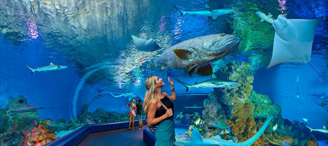 Cairns Aquarium Entry Tickets