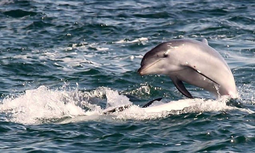 Dolphin & Seal Sightseeing Cruise