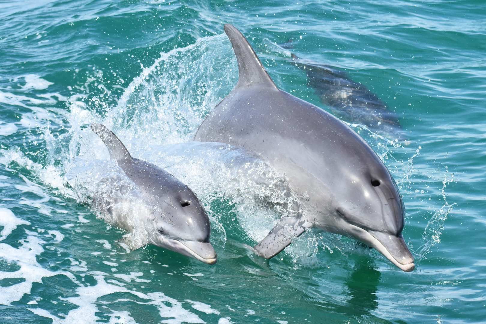 Dolphin Cruise & Views | West Australia