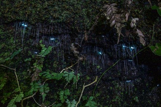ทัวร์ป่าฝนยามเย็นและหนอนเรืองแสง