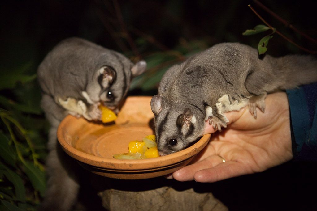 Exclusive Night Tours Bonorong Wildlife Sanctuary