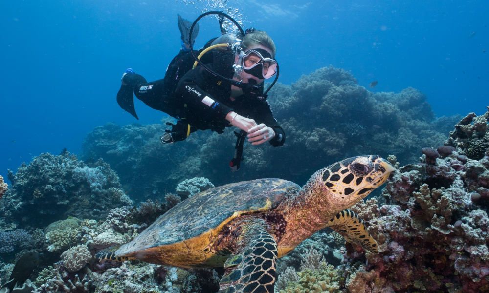 ทัวร์ดำน้ำตื้นและล่องเรือชมแนวปะการังเกรทแบร์ริเออร์พร้อมห้องส่วนตัว