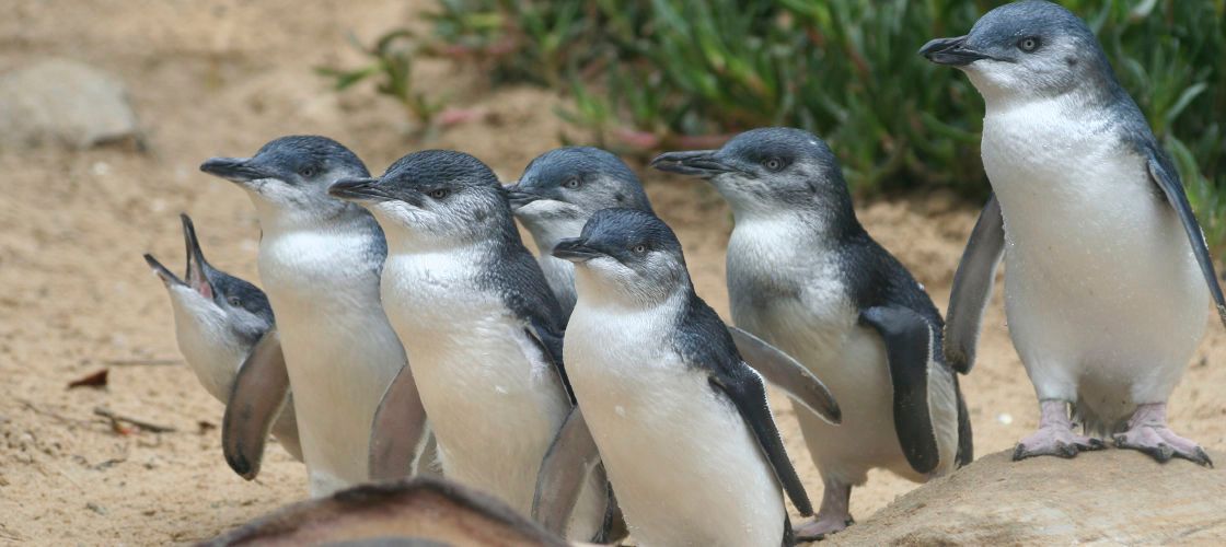 Great Ocean Road and Phillip Island Penguins 2 Day Tour