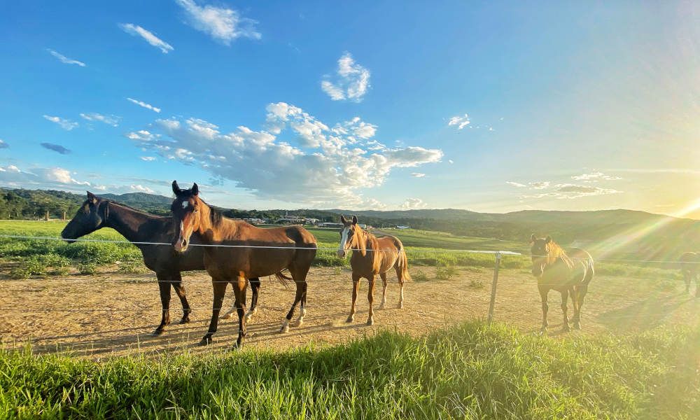 KUR-Cow Horse Riding with Petting Zoo entry