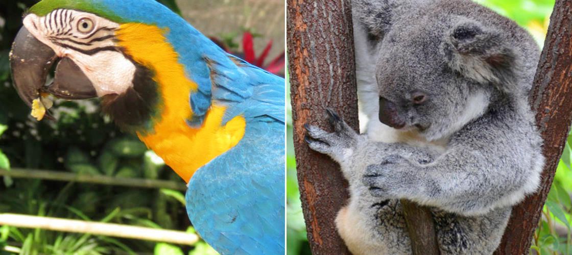 Kuranda Koala Gardens and Birdworld 2 Attraction Pass