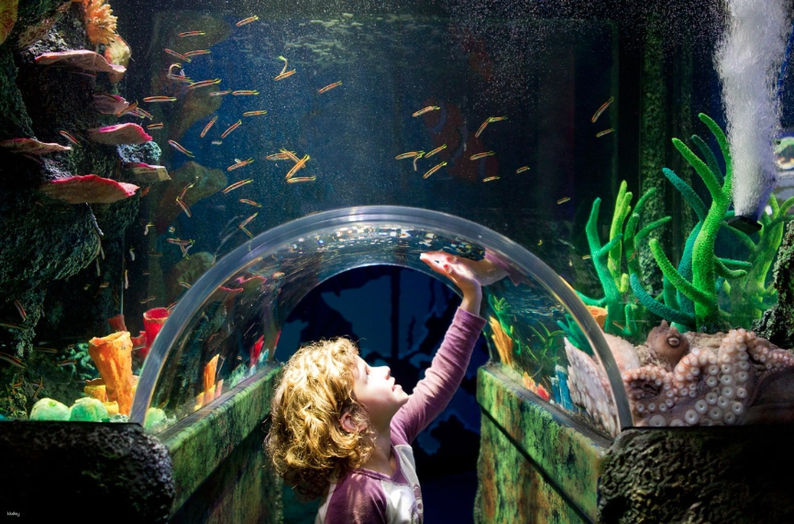 Melbourne SEA LIFE Aquarium Tickets