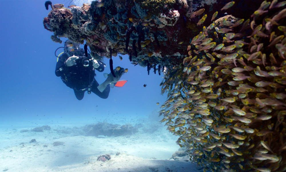 Muiron Islands Dive Tour from Exmouth
