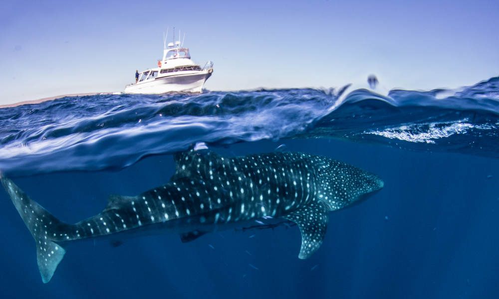Ningaloo Reef Double Dive Tour departing Exmouth
