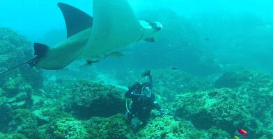 Open Water Diver Course in Byron Bay