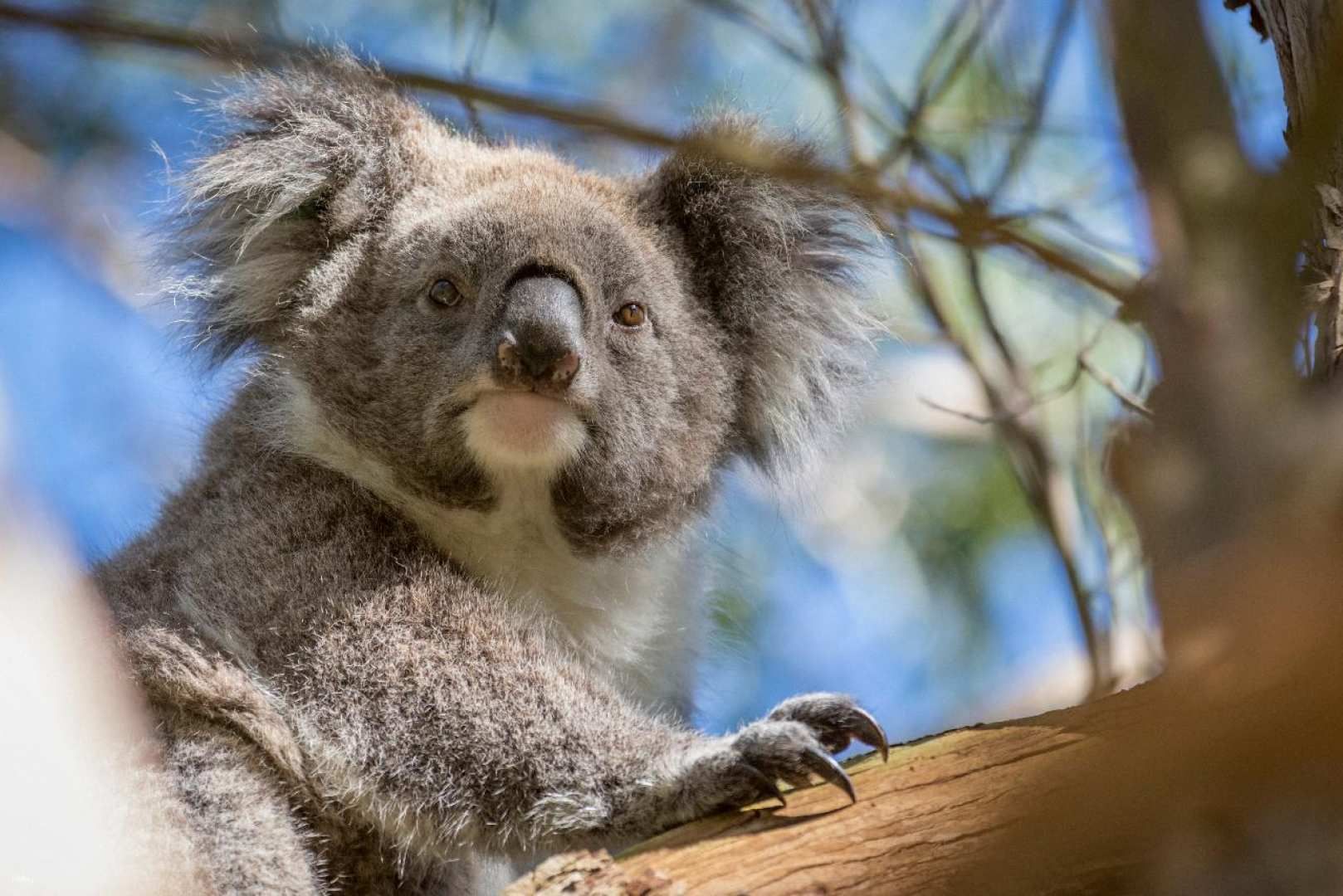 Phillip Island Koala Reserve & Penguin Parade Tour | Melbourne