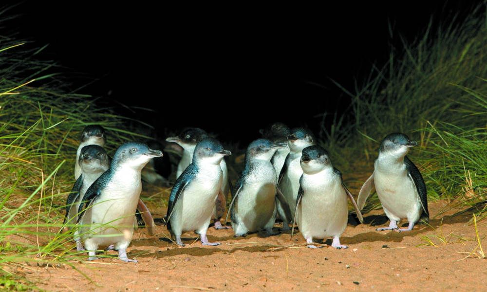 Phillip Island Nature and Wildlife Tour