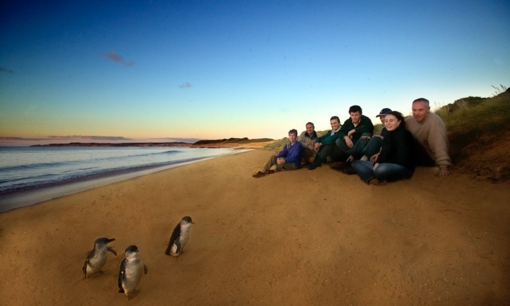 Phillip Island Penguin Parade Ultimate Tour