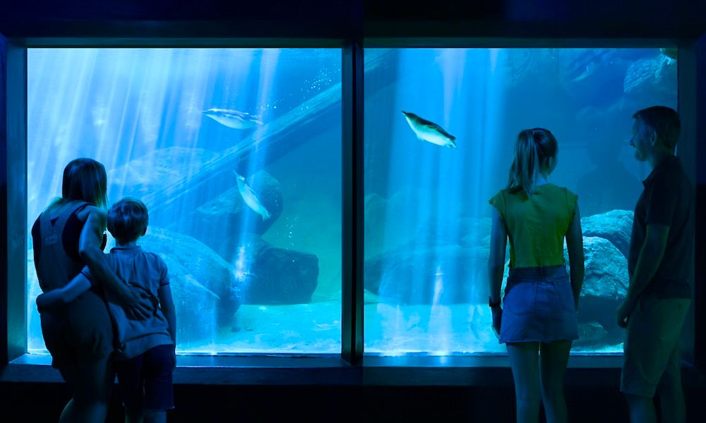 SEA LIFE Sunshine Coast Entry Tickets