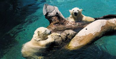Sea World and Paradise Country Package 23/24