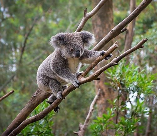 WILD LIFE Sydney Zoo Entry Tickets