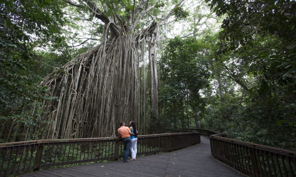 Yungaburra Heritage and Rainforest Tour From Yungaburra