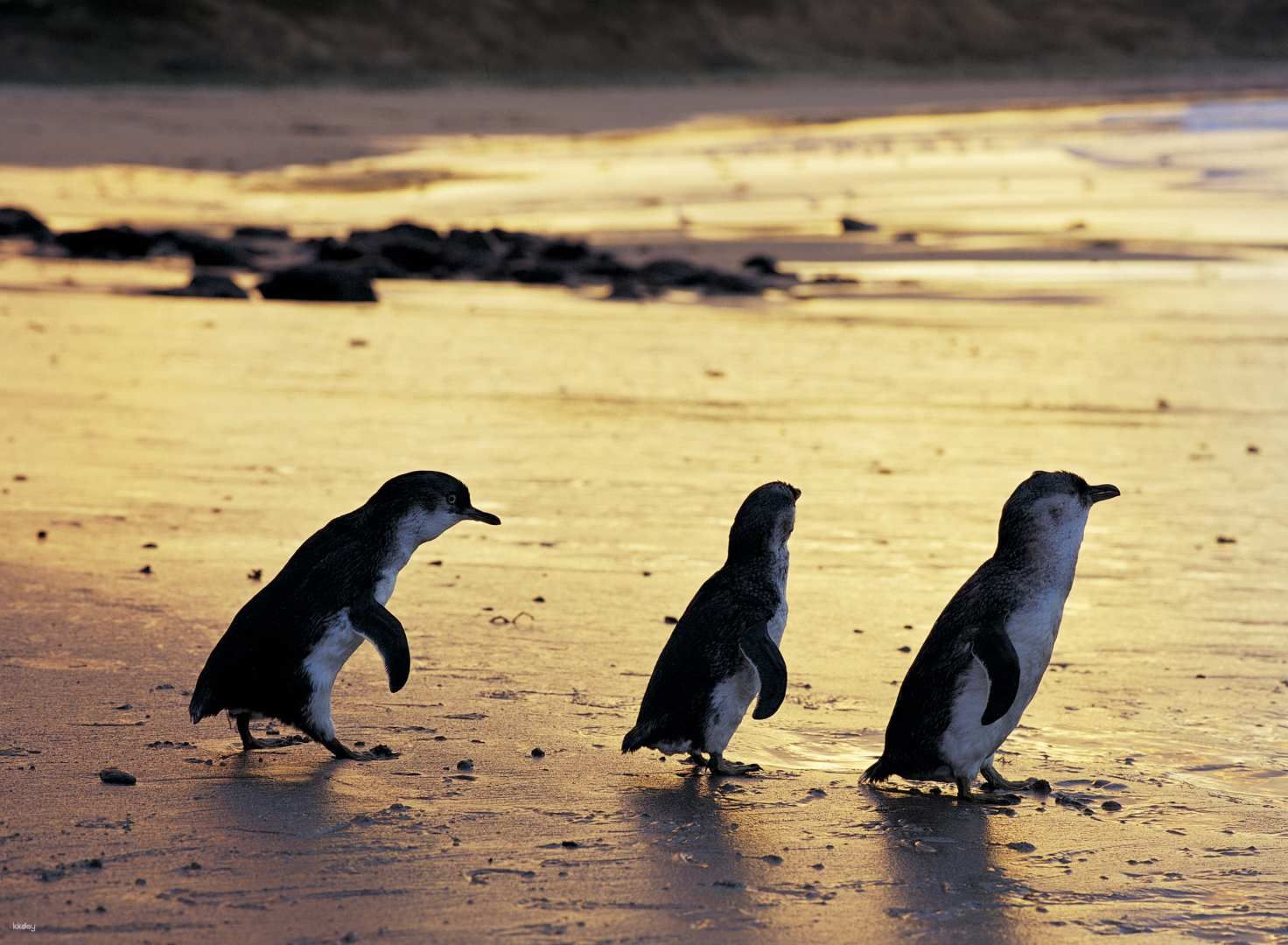 [Eco Tour] Phillip Island Penguin Parade Express Tour | Victoria