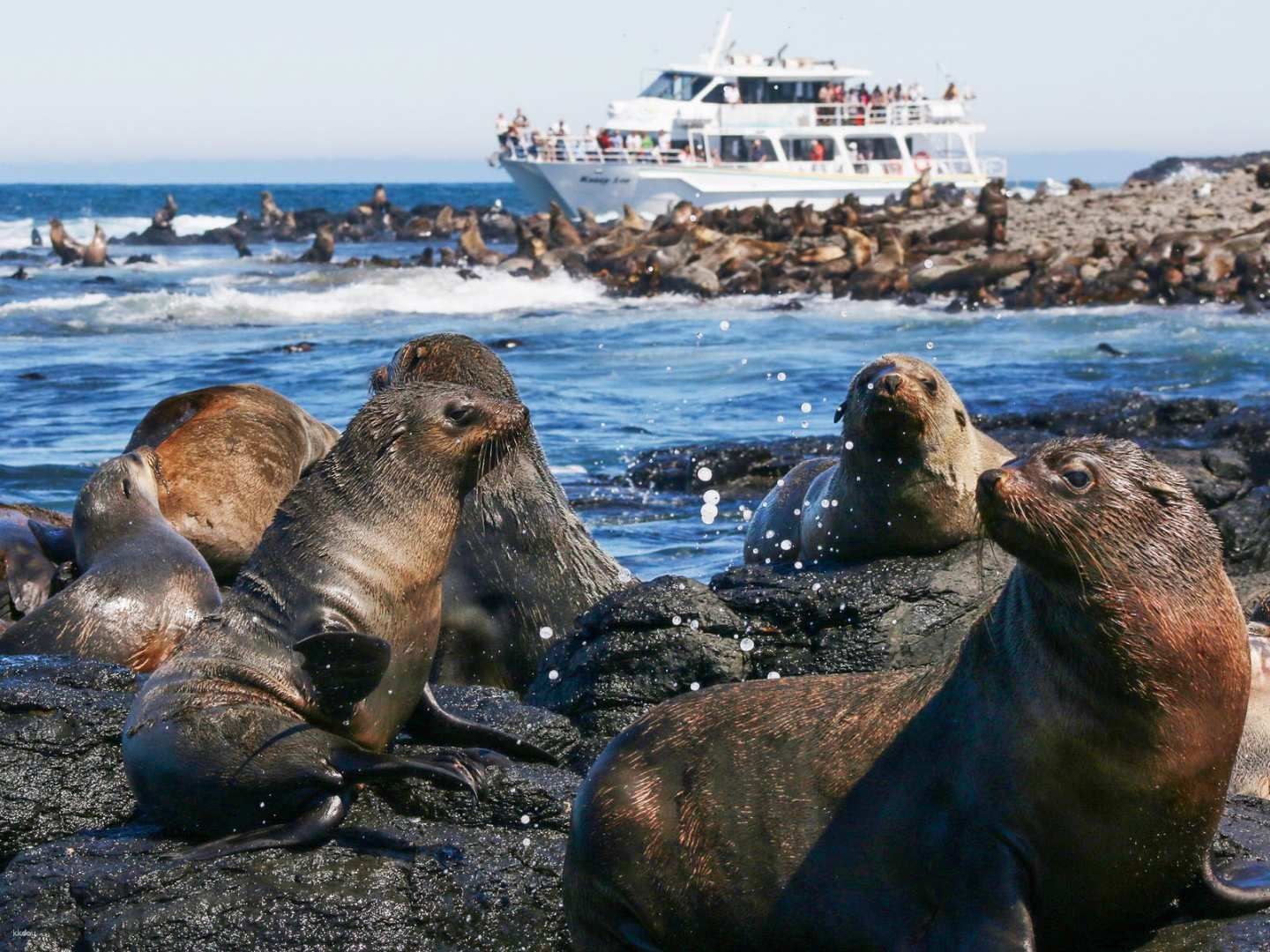 [Eco Tour] Phillip Island Seal Cruise | Melbourne
