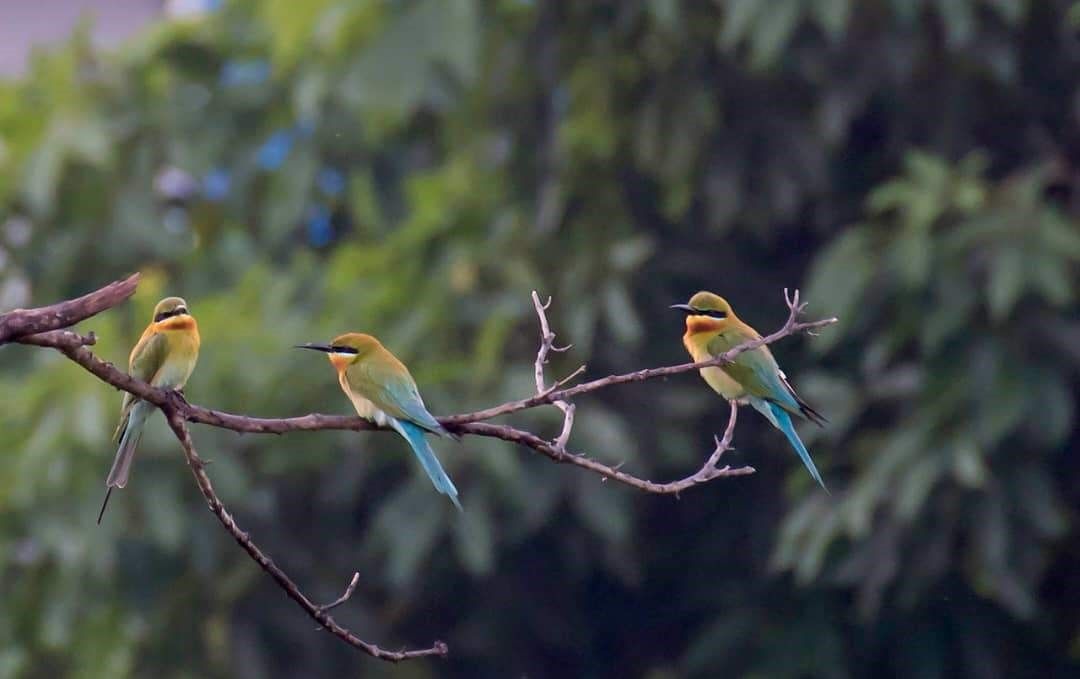 Birdwatching Experience with Transfers within Desaru
