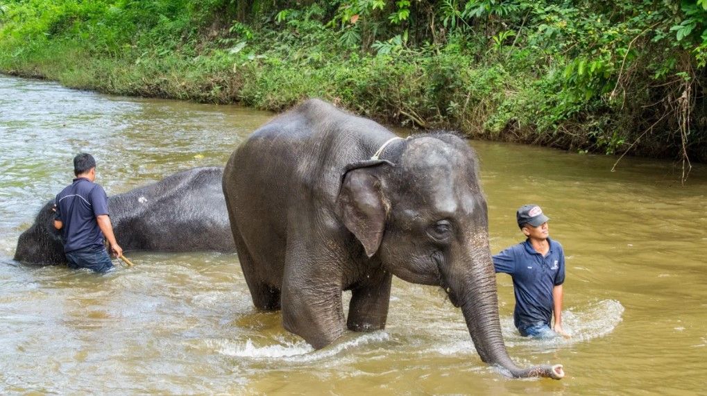 Combo Elephant Sanctuary & Firefly