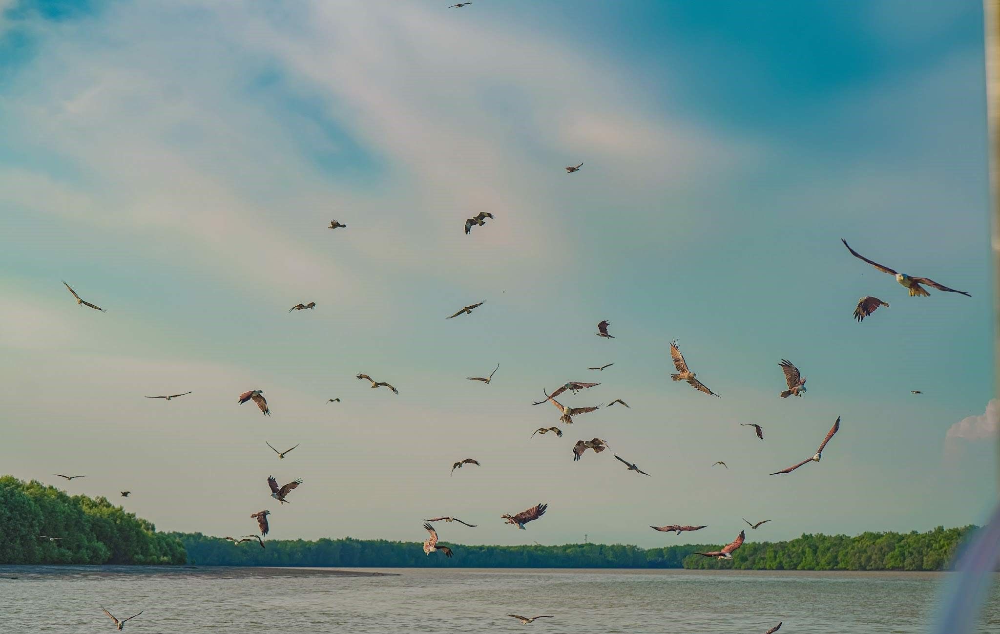 Eagle Feeding Experience in Kuala Selangor