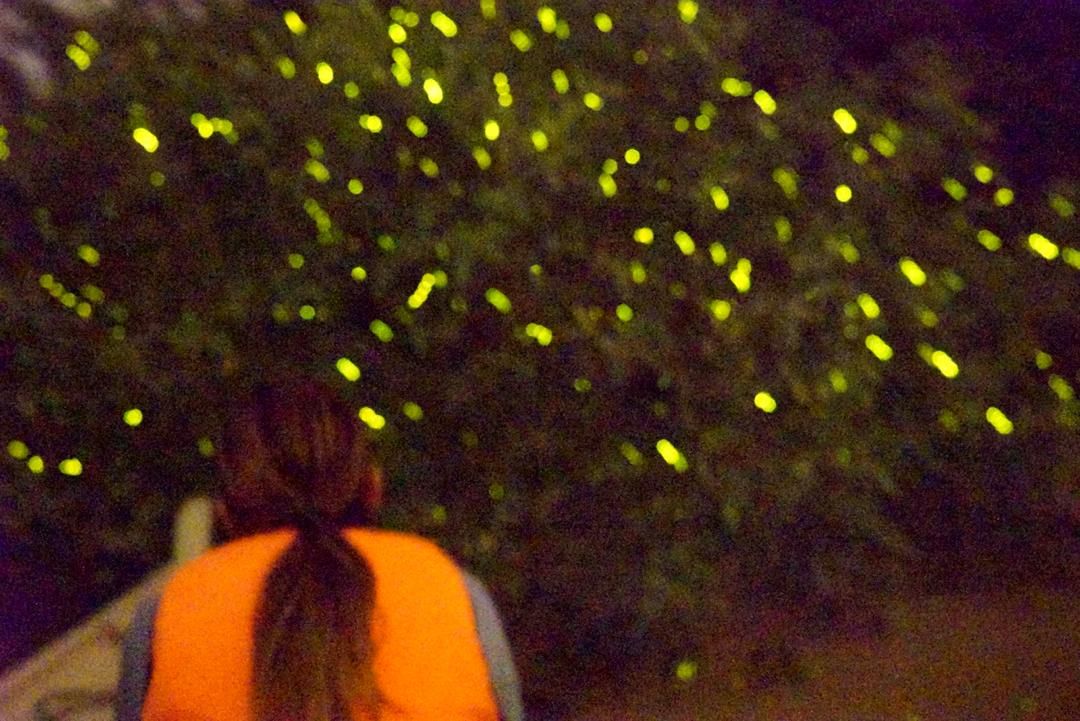FIREFLIES NIGHT CRUISE WITH LOCAL SEAFOOD DINNER (SIC - JOIN IN TOUR)