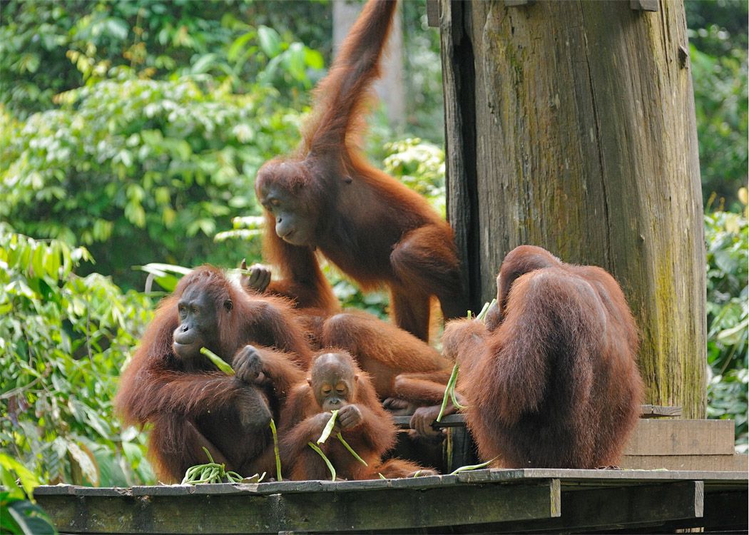 Half day Sepilok Orang Utan & Sun Bear Tour
