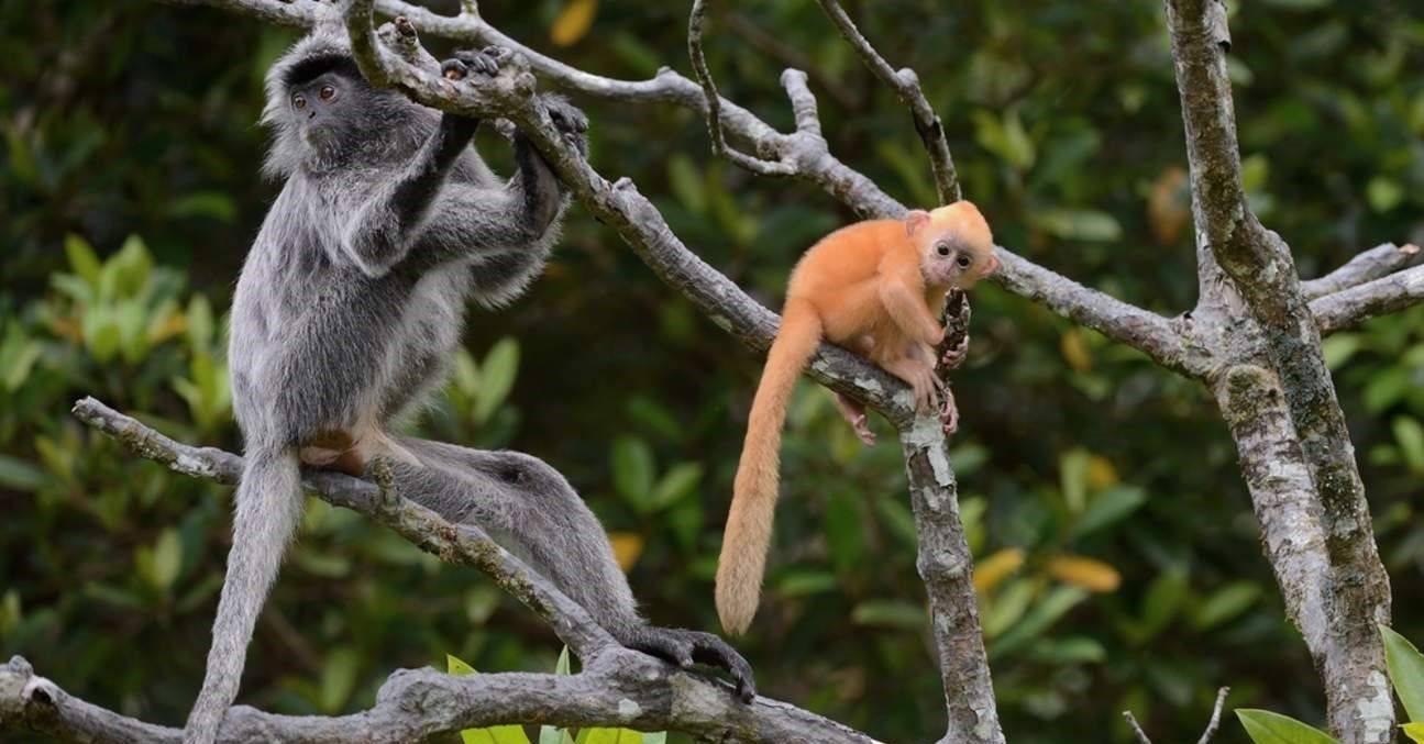 Klias River Proboscis Monkey & Fireflies Cruise