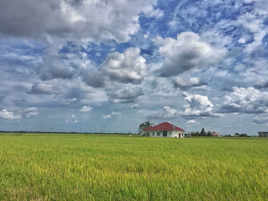 Paddy field , Fishing Village Sekinchan (SIC – SHARED / JOIN IN TOUR)