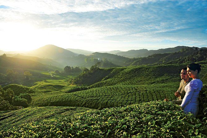 Private Nature Trip to Cameron Highlands from Kuala Lumpur
