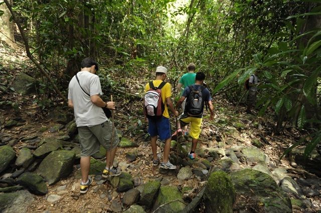 Rainforest Walking