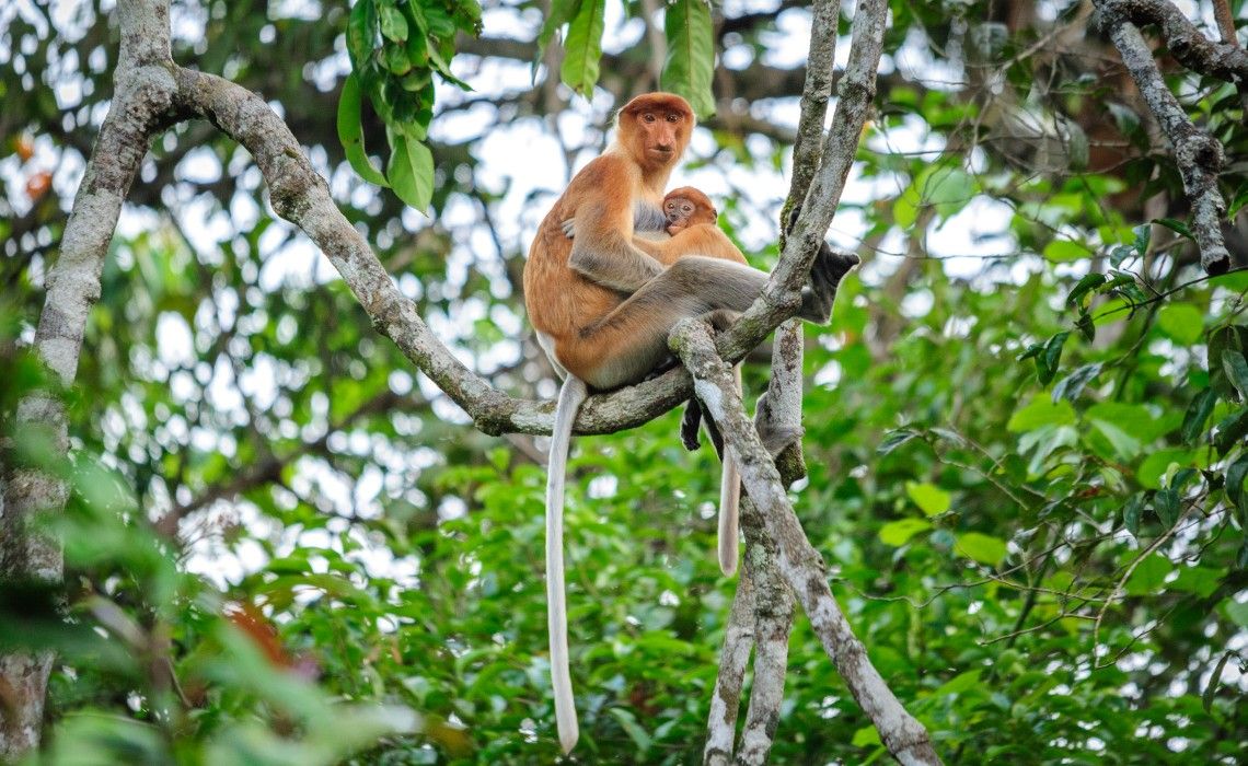 Sabah Kota Kinabalu: Weston Wetland Rainforest Park & River Cruise Day Tour (Proboscis Monkey, Sunset & Fireflies)