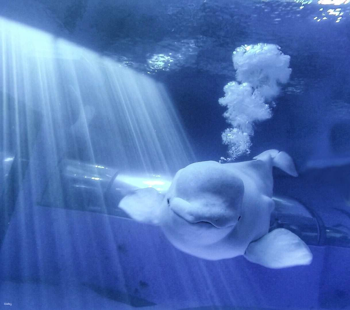 Kenting Aquarium Admission Ticket