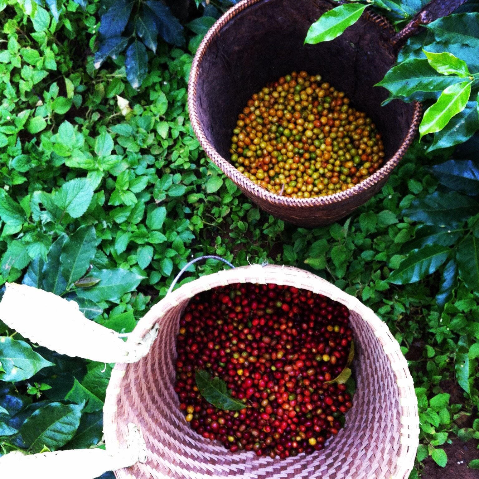Coffee Class And Visiting Outside Of Da Lat