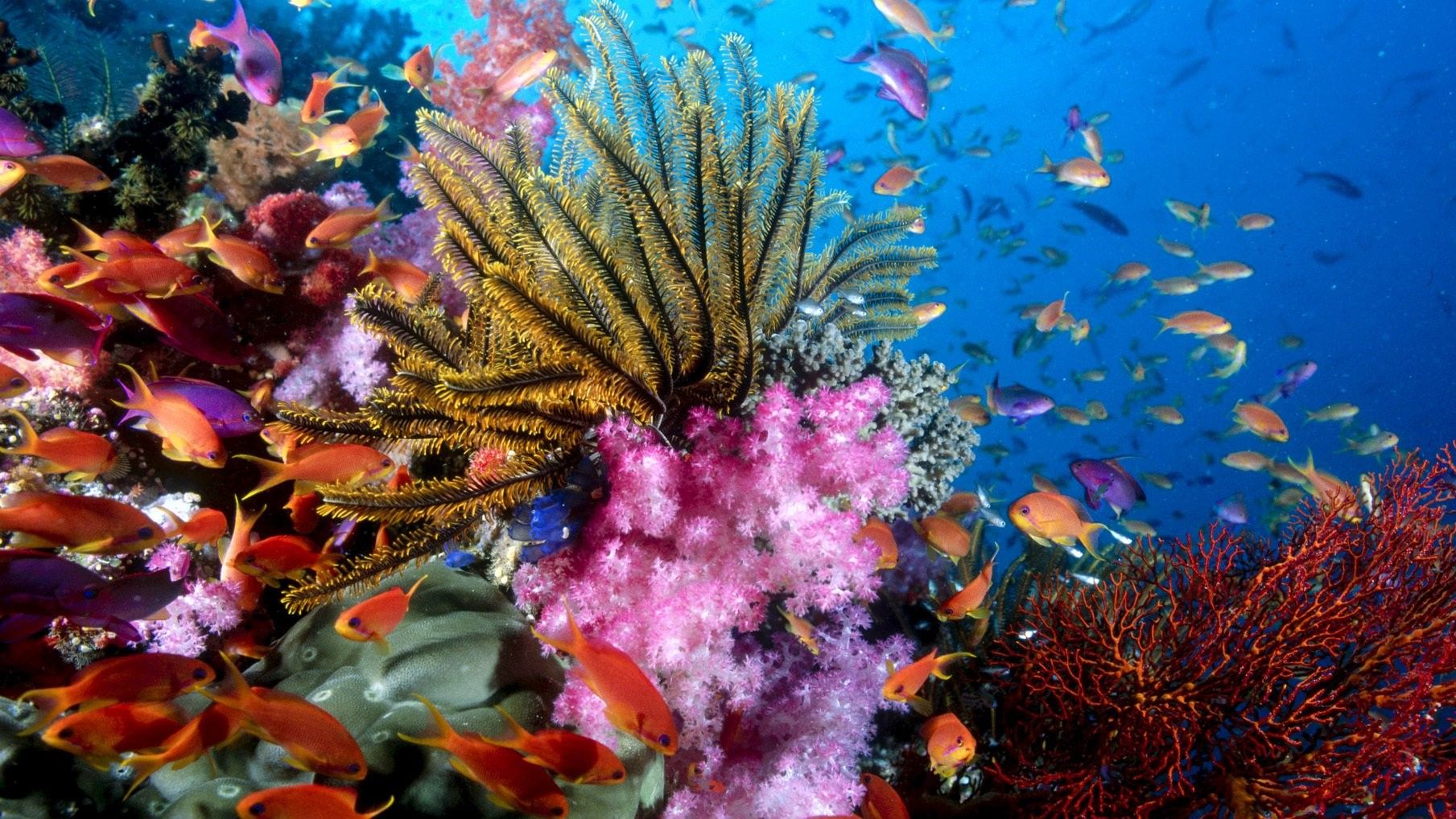 Discover Coral Reef With Scuba Diving Tour
