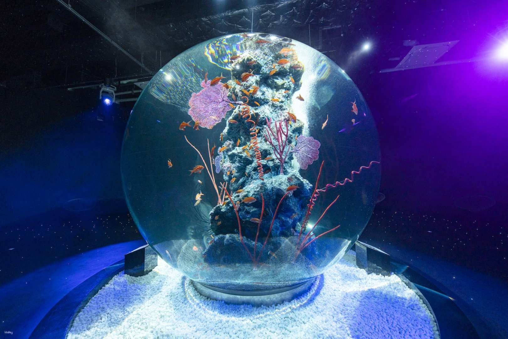 AQUARIUM×ART átoa Urban Aquarium Entrance Ticket | Kobe